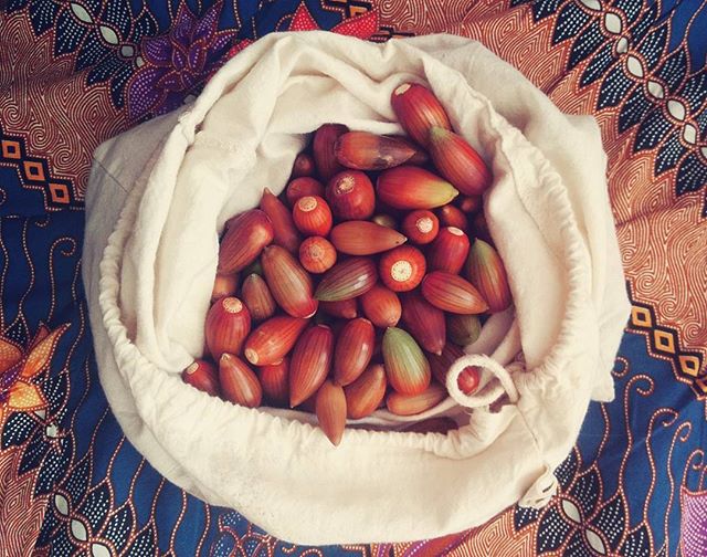 Gone #acorn #foraging!_#acorns #harvest